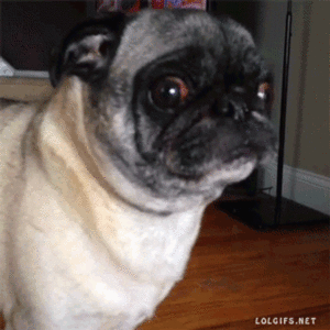 Honden GIF. Dieren Gifs Hond Mopshond 