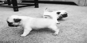 Mopshond GIF. Dieren Grappig Gifs Hond Mopshond 