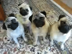 Honden GIF. Dieren Gifs Hond Mopshond Het+winkelen Puglife 