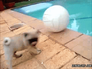 Mopshond GIF. Dieren Dansen Blij Gifs Mopshond 