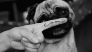 Mopshond GIF. Dieren Gifs Mopshond Vinger Mustach 