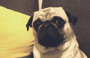 Mopshond GIF. Dieren Gifs Mopshond 