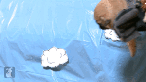 Mopshond GIF. Dieren Gifs Mopshond 