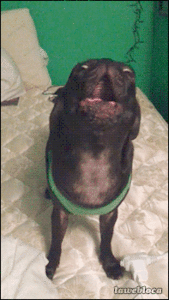Mopshond GIF. Dieren Gifs Mopshond 