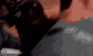 Mopshond GIF. Dieren Gifs Hond Mopshond 