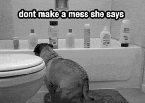 Honden GIF. Dieren Gifs Hond Mopshond Verrassing 