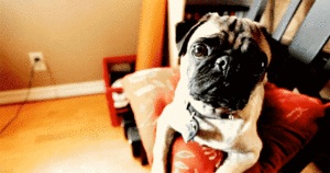 Honden GIF. Dieren Gifs Hond Mopshond 