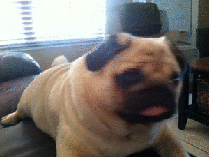 Mopshond GIF. Dieren Honden Bang Puppy Gifs Hond Mopshond 