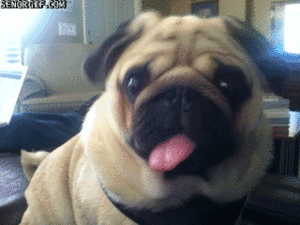 Mopshond GIF. Dieren Gifs Mopshond Marionet 