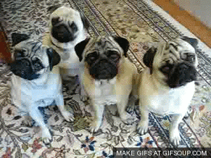 Mopshond GIF. Dieren Schattig Gifs Mopshond 