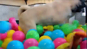 Mopshond GIF. Dieren Gifs Mopshond Trap Hop Stuiterende 