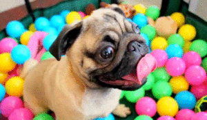 Mopshond GIF. Dieren Honden Bang Puppy Gifs Hond Mopshond 