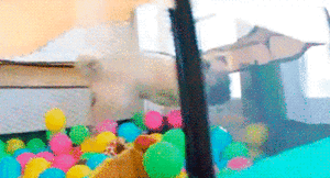 Mopshond GIF. Dieren Gifs Mopshond 