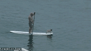 Mopshond GIF. Dieren Honden Water Vervoer Gifs Hond Mopshond Mythen 