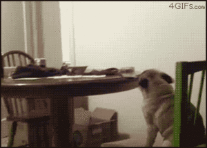 Honden GIF. Dieren Gifs Hond Mopshond Likken Scherm 
