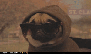 Mopshond GIF. Dieren Grappig Schattig Gifs Hond Mopshond Geschokt Verrassing Observeren 