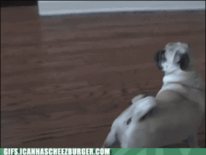Mopshond GIF. Dieren Dansen Blij Gifs Mopshond 
