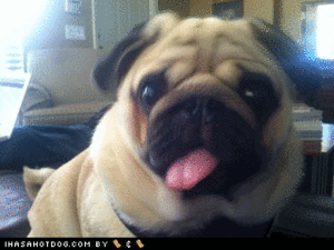 Mopshond GIF. Dieren Gifs Hond Mopshond 
