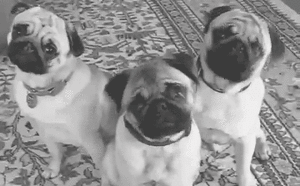Mopshond GIF. Dieren Verward Gifs Hond Mopshond 