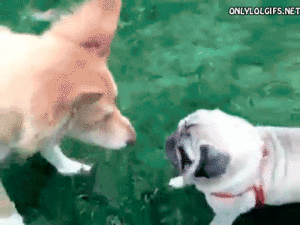 Mopshond GIF. Anime Dieren Kawaii Gifs Mopshond Anine 