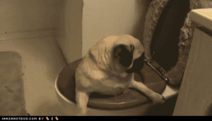 Mopshond GIF. Dieren Gifs Hond Mopshond 