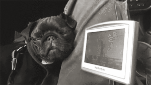 Mopshond GIF. Dieren Gezicht Gifs Hond Mopshond Eng Dramatisch 
