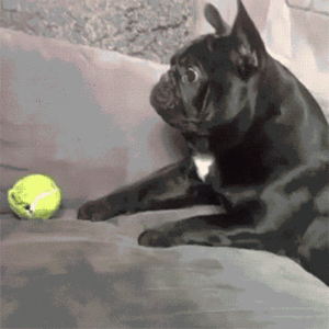 Mopshond GIF. Dieren Gifs Mopshond 