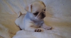 Honden GIF. Dieren Gifs Hond Mopshond Pugs 