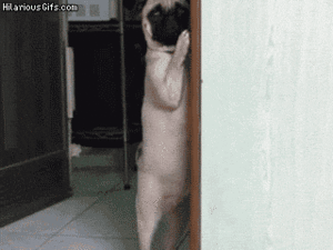 Mopshond GIF. Dieren Gifs Mopshond Trap Hop Stuiterende 
