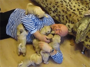 Mopshond GIF. Dieren Tong Gifs Mopshond Het+wachten Levendig 