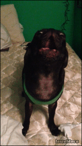 Mopshond GIF. Dieren Gifs Mopshond Ocd 
