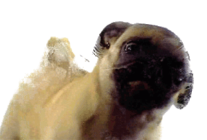 Mopshond GIF. Dieren Grappig Schattig Gifs Hond Mopshond Geschokt Verrassing Observeren 