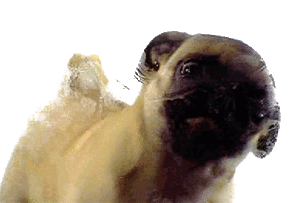 Honden GIF. Dieren Grappig Schattig Gifs Hond Mopshond Geschokt Verrassing Observeren 
