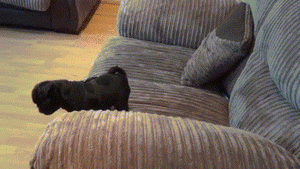 Honden GIF. Dieren Grappig Video Honden Gifs Hond Mopshond Animatie Pugs Foxadhd 