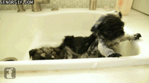 Honden GIF. Dieren Gifs Hond Mopshond 