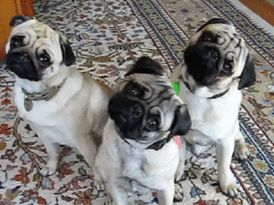 Honden GIF. Dieren Verward Gifs Hond Mopshond 