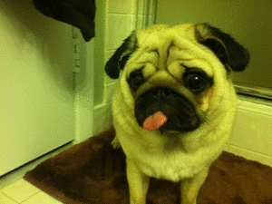Mopshond GIF. Dieren Gifs Mopshond 