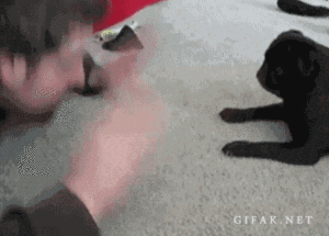 Mopshond GIF. Dieren Schattig Gifs Mopshond Glimlach Puglife Pugs Lovepug Pugly 