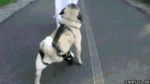 Mopshond GIF. Dieren Gifs Mopshond Handstand 