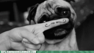 Honden GIF. Dieren Gifs Hond Mopshond Opgewonden Trap Stuiteren 