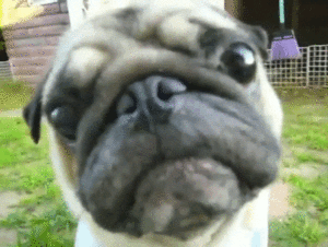 Honden GIF. Dieren Grappig Gifs Hond Mopshond Geen Aminals 