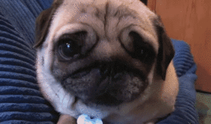 Mopshond GIF. Dieren Zwemmen Zomer Gifs Hond Mopshond 