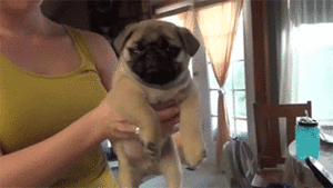 Honden GIF. Dieren Gifs Hond Mopshond Knal 