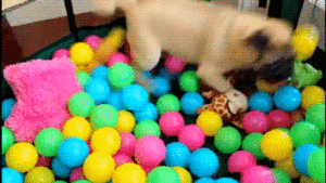 Honden GIF. Dieren Film Schattig Gifs Hond Mopshond Kraag Geprepareerde 