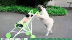 Mopshond GIF. Dieren Zwemmen Zomer Gifs Hond Mopshond 