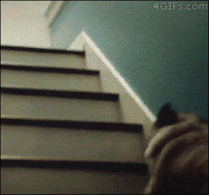 Mopshond GIF. Dieren Gifs Mopshond Trap Stuiteren Hop 