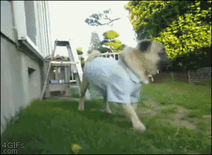 Mopshond GIF. Dieren Gifs Mopshond 