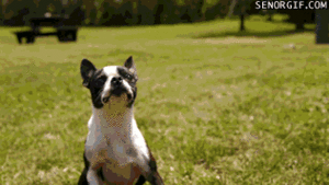 Mopshond GIF. Dieren Gifs Hond Mopshond Wtf Aanval Rage Shampoo 