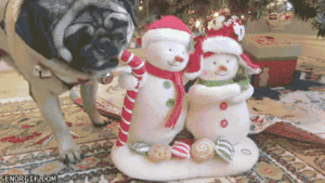 Mopshond GIF. Dieren Gifs Mopshond 