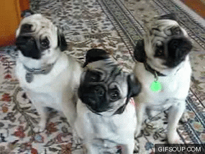 Mopshond GIF. Dieren Schattig Gifs Mopshond Dier Huisdier Huis 